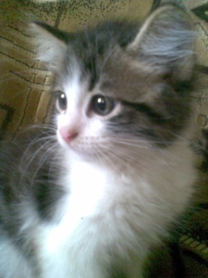 Кошки - очарование МОЁ - 04072009(002).jpg