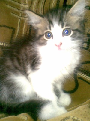 Кошки - очарование МОЁ - 04072009.jpg