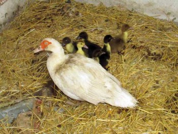 Птичий двор - IMG_1944.jpg