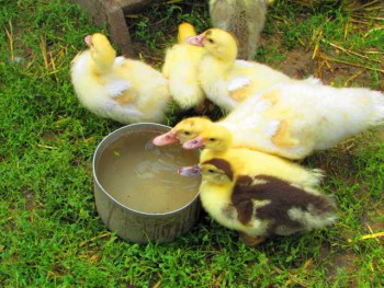 Птичий двор - IMG_2020.jpg