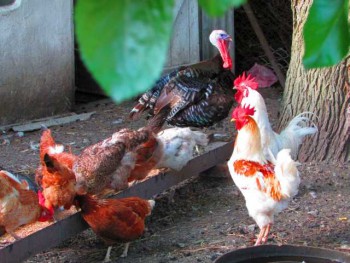 Птичий двор - IMG_2074.jpg