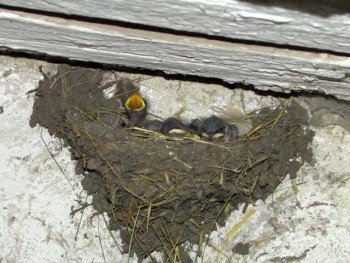 Пернатые соседи дикие  - IMG_2077.jpg