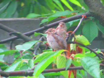 Пернатые соседи дикие  - IMG_2087.jpg