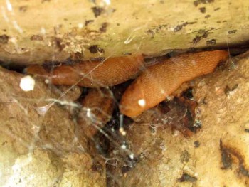 Тоже живые, но другие... - IMG_1957.jpg