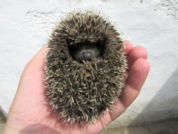 Ёжики, ежи, ежата - IMG_1973.jpg