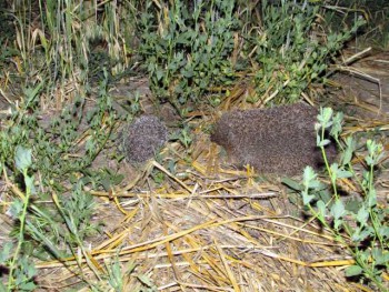 Ёжики, ежи, ежата - IMG_2051.jpg