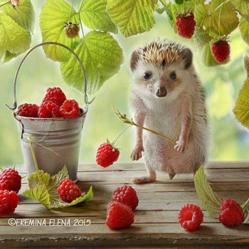 Ёжики, ежи, ежата - 14021635_10153864242605172_191151864879663468_n.jpg