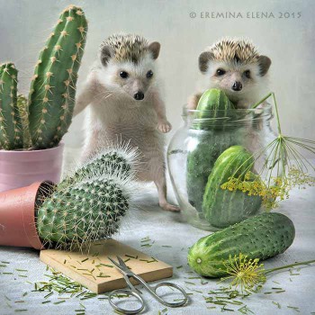 Ёжики, ежи, ежата - 14054100_10153864243105172_1695610048933195069_n.jpg