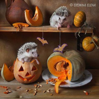 Ёжики, ежи, ежата - 14045765_10153864242690172_981495187350143236_n.jpg