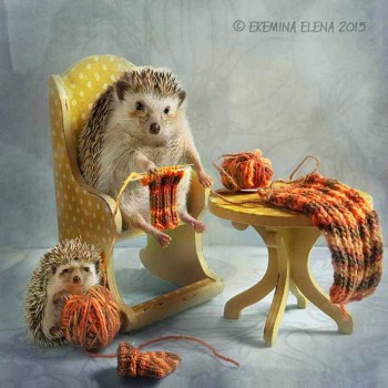 Ёжики, ежи, ежата - 14045919_10153864242695172_5152052206573521247_n.jpg