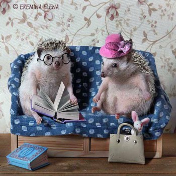 Ёжики, ежи, ежата - 14067608_10153864242950172_7226881594339924602_n.jpg