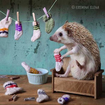 Ёжики, ежи, ежата - 14064266_10153864242945172_7671324943089363078_n.jpg