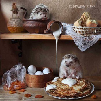 Ёжики, ежи, ежата - 13938395_10153864242700172_7749639332231142099_n.jpg