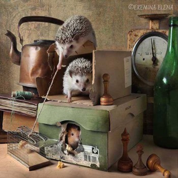 Ёжики, ежи, ежата - 14021636_10153864242595172_4521676959643479652_n.jpg