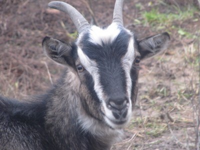 Ох уж эти козы  - IMG_1159[1].jpg