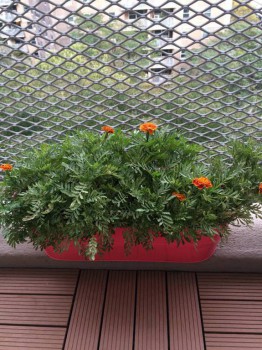 Огород на балконе - 14292446_1354864717875748_416948360323790163_n.jpg