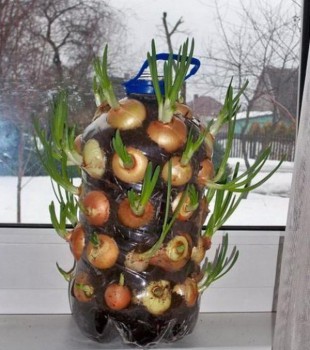 Огород на балконе - nepodvort26.jpg