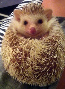 Ёжики, ежи, ежата - hedgies-smile-9.jpg