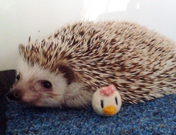 Ёжики, ежи, ежата - hedgies-smile-12.jpg