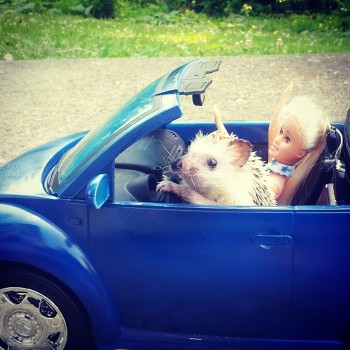 Ёжики, ежи, ежата - hedgies-smile-11.jpg