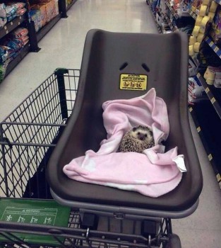 Ёжики, ежи, ежата - hedgies-smile-13.jpg