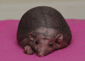 Ёжики, ежи, ежата - 14713803_903300316438802_122831387110190961_n.jpg