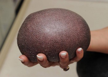 Ёжики, ежи, ежата - 14691134_903300379772129_6928608376198856714_n.jpg