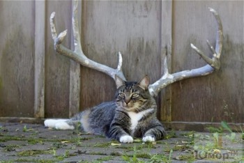 Рога и копыта, весёлая ЗоОфЛуДиЛьНя  - image (9).jpg