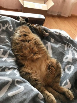 Кошки - очарование МОЁ - 1з.jpg