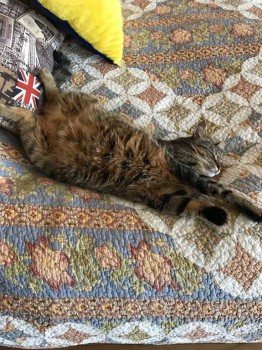 Кошки - очарование МОЁ - 2з.jpg