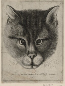 Кошки - очарование МОЁ - 382708_600.jpg