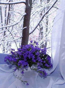 Мои радости -2 - 227788_934937806554657_582202793082334625_n.jpg