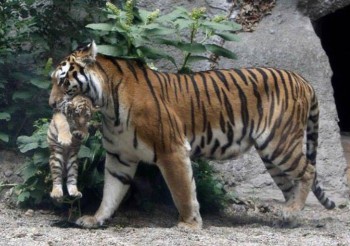 Они такие забавные смешные фото и видео  - т.jpg