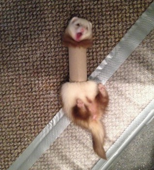 Они такие забавные смешные фото и видео  - 164bce34c8653e77d5c16c0455644b3e.jpg