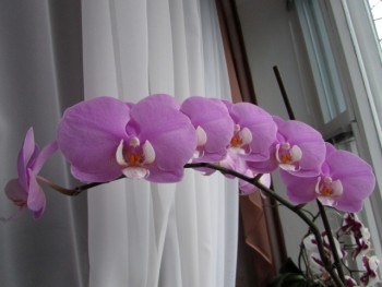 Домашние любимцы комнатные цветы  - IMG_4968.jpg