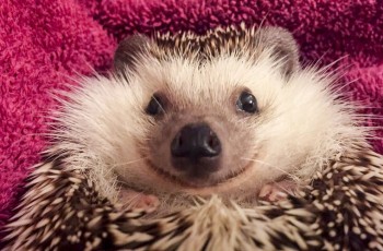 Ёжики, ежи, ежата - 7db93e88dd944ab5e4670005f6edd8d3.jpg