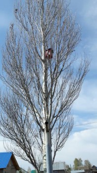 Каждая погода - благодать... - 20170503_111408.jpg