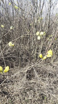 Каждая погода - благодать... - 20170503_105544.jpg