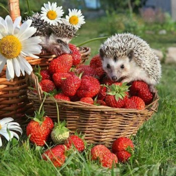 Ёжики, ежи, ежата - bsB4hawml7o.jpg