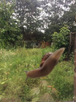 Улитки Ахатины - 18698199_1641767785852105_6090628454254778435_n.jpg