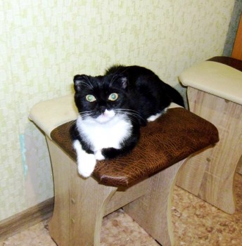 Кошки - очарование МОЁ - P1000204.JPG