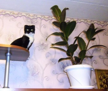 Кошки - очарование МОЁ - P1000198.JPG