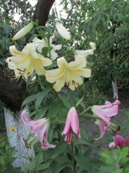 Наши цветы. В саду - IMG_7881.jpg