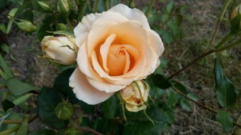 Наши цветы. В саду - IMG_20170627_160825.jpg