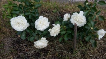 Наши цветы. В саду - IMG_20170627_160732.jpg