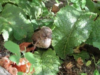 Пернатые соседи дикие  - IMG_7964.jpg