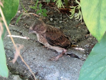 Пернатые соседи дикие  - IMG_7970.jpg