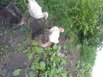 Птичий двор - 20170718_152355.jpg