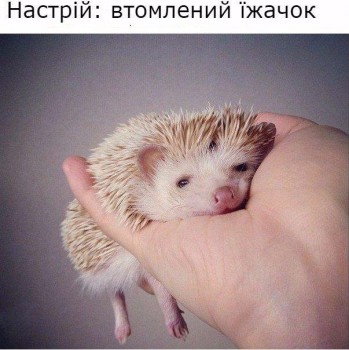 RU - рідна Україна - 19598458_929952897155198_1774927438931472751_n.jpg