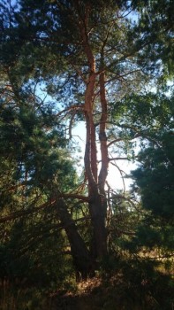 Мещерская сторона - DSC_0114.JPG